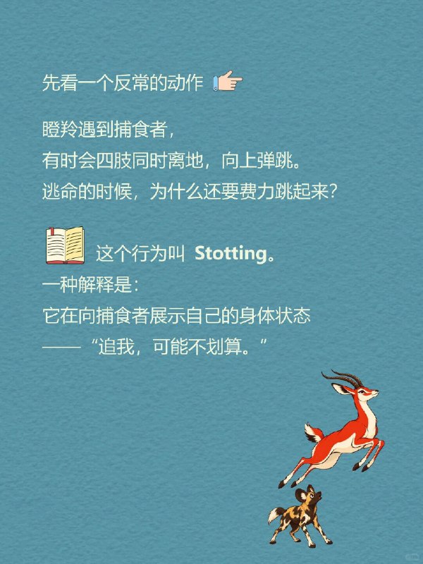 每天一个心理学知识｜昂贵信号理论💰先看一个反常的动作👇瞪羚遇到捕食者，有时会四肢同时离地，向上弹跳