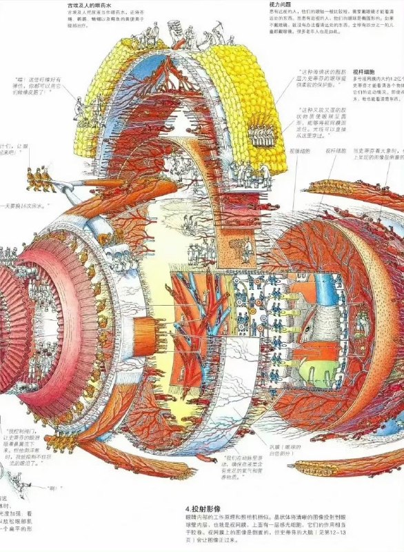 「认识“灵魂之窗”」眼球绝对是一个构造精密的人体器官，因为单单包着它的保护膜层就已经有三层那么多