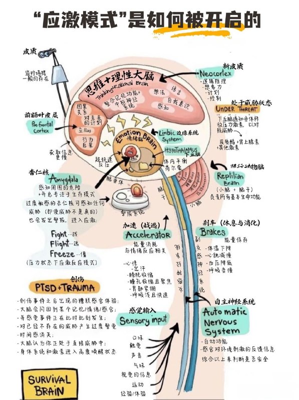 人类和动物在面对威胁或压力时，通常会表现出四种典型的应激反应模式：战斗（Fight）、逃跑（Flight）、装死（Freeze）、讨好（Fawn）
