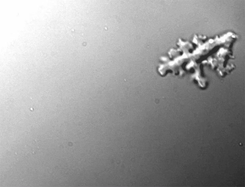 地热变形虫刷新真核生物高温生存极限生命能在多高的温度下存活？科学家们一直认为真核生物（包括动植物和微生物）的生存温度上限远低于原核生物
