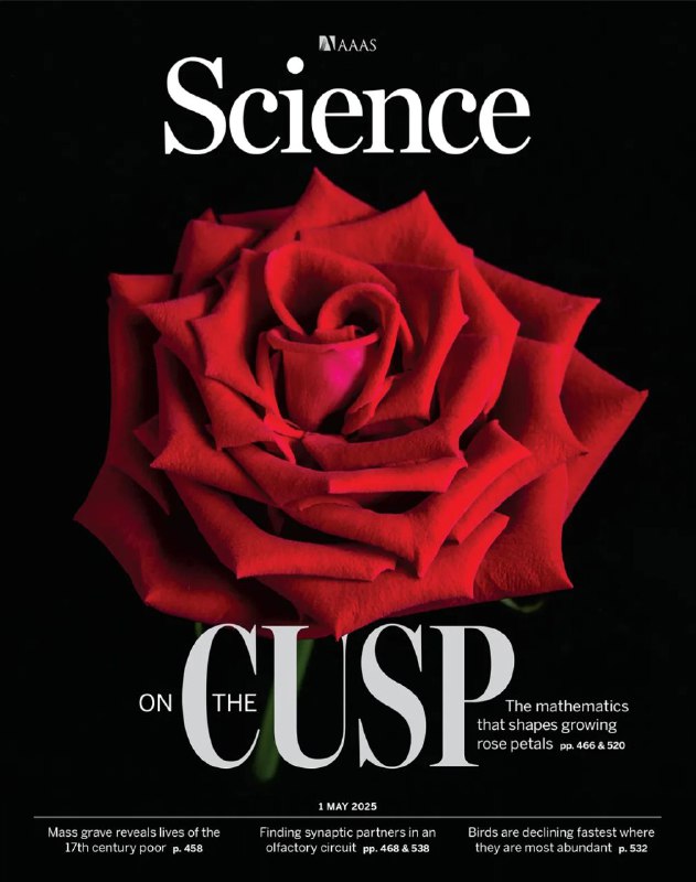 赏花的同时顺便发篇Science,来看看科研人的浪漫🌹我们常被玫瑰花瓣那精致的边缘所吸引，尤其是那些边缘的“尖角”
