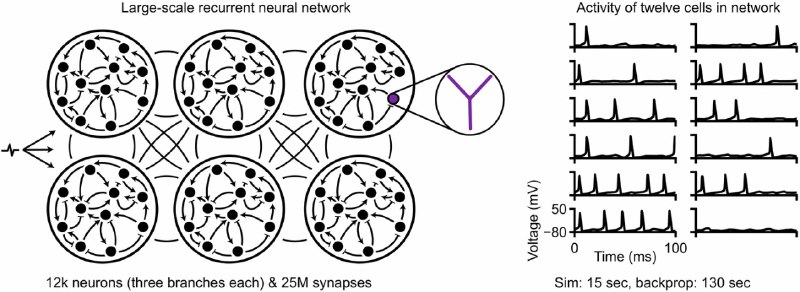 给虚拟大脑请位“AI调音师”：新算法让生物模拟不再靠猜想要在电脑里造一个逼真的“虚拟大脑”，最难的不是画出结构，而是调参