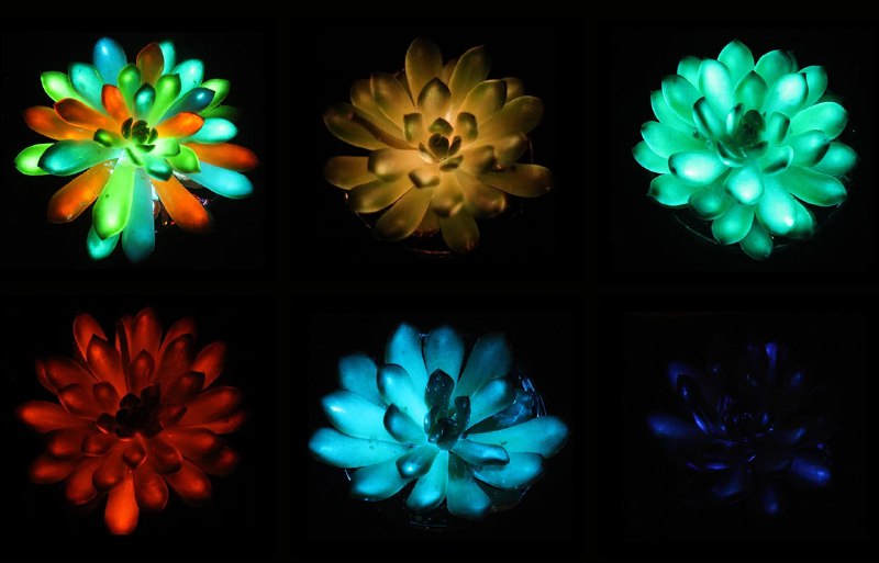 植物界“夜明珠”诞生！中国科学家打造出太阳能充电、多彩发光植物华南农业大学与中山大学的科研团队近日在《Matter》期刊发表突破性成果，他们通过一种快速简单的材料注入法，成功创造出可在阳光下“充电”的活体发光植物 
